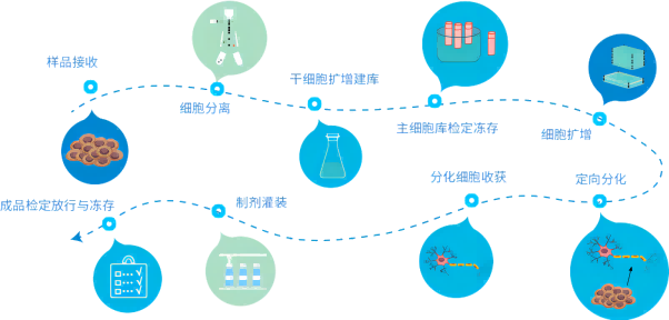 【干貨】細(xì)胞治療怎么走？政策法規(guī)全解析（上）